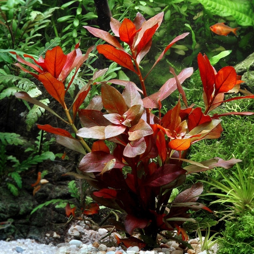Ludwigia repens Rubin