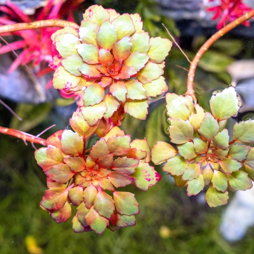 Ludwigia sedoides