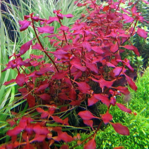 Ludwigia sp mini super red