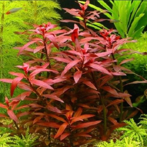 Ludwigia sp red