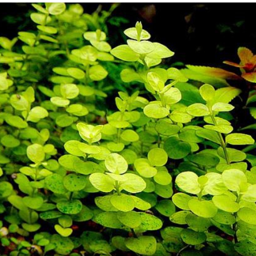 Lysimachia nummularia