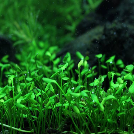 Marsilea angustifolia