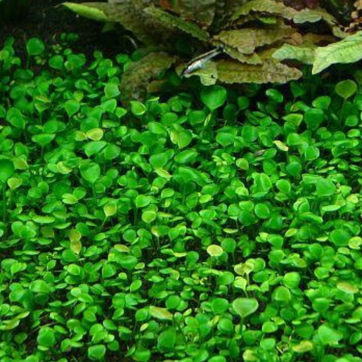 Marsilea hirsuta