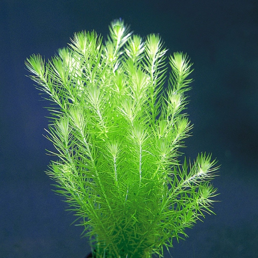 Mayaca fluviatilis