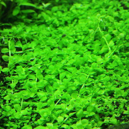 Micranthemum sp Monte Carlo