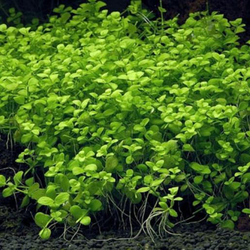 Micranthemum umbrosum