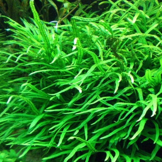 Microsorum pteropus 'Trident'