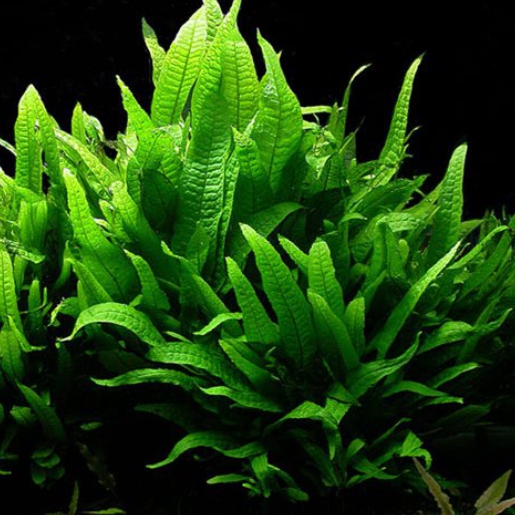 Microsorum pteropus