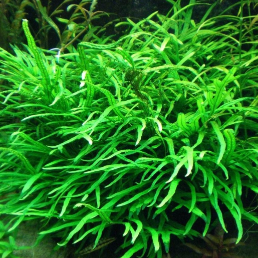 Microsorum pteropus 'narrow leaf'