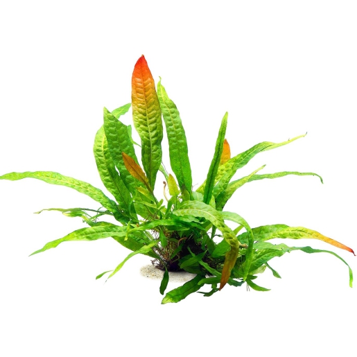 Microsorum pteropus 'orange narrow'