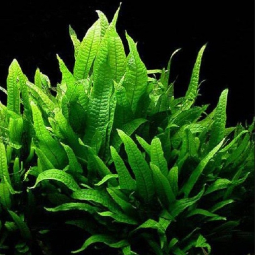 Microsorum pteropus 'Philippine'