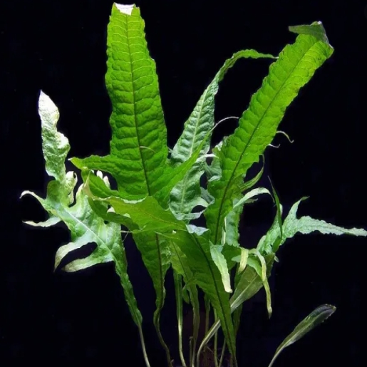 Microsorum pteropus 'Tropica'