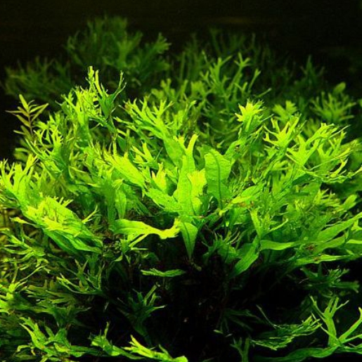 Microsorum pteropus windelov