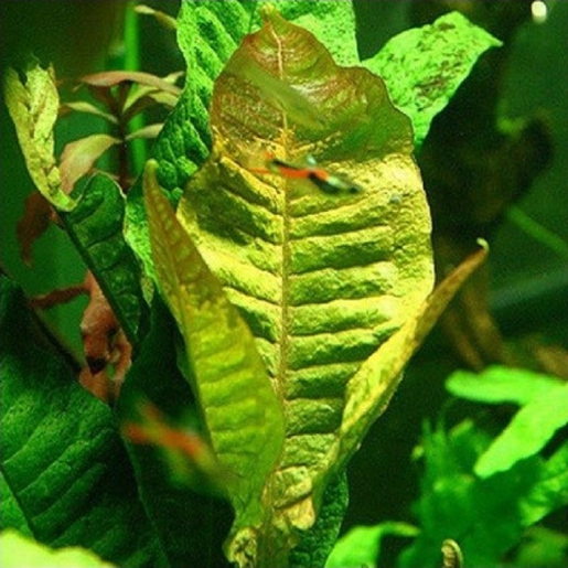 Microsorum red tip