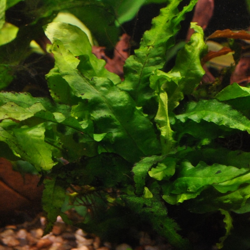 Microsorum (wave leaf)