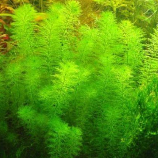 Myriophillum sp. Guinea