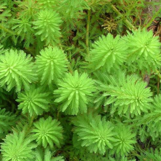 Myriophyllum aquaticum
