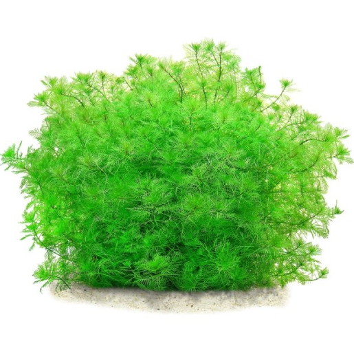 Myriophyllum matogrossense