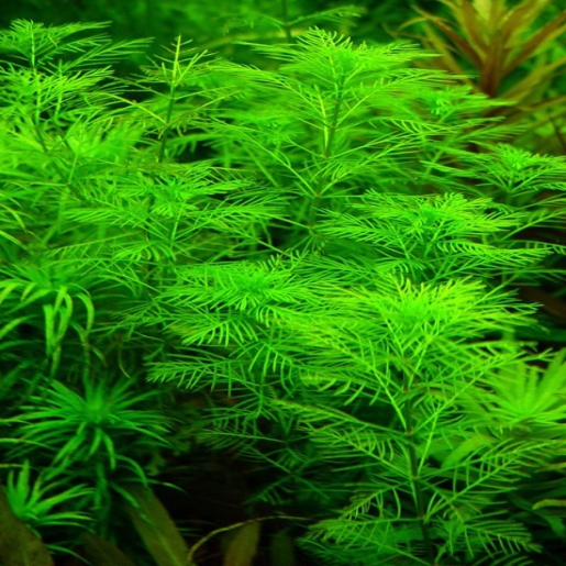 Myriophyllum matogrossense amano