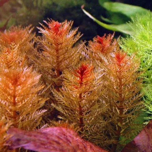 Myriophyllum tuberculatum red