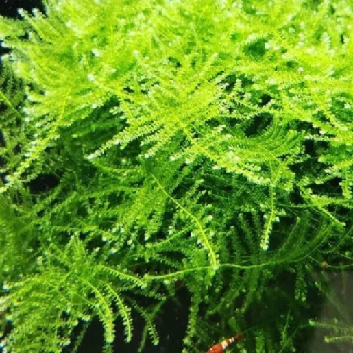 Musgo Nambei Moss