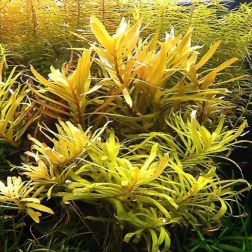 Nesaea pedicellata golden