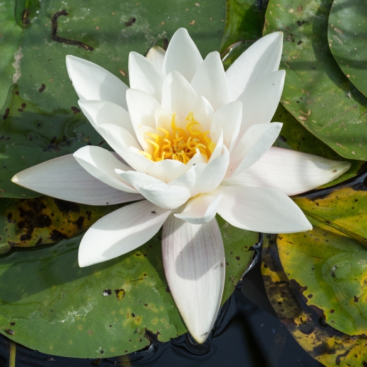 Nymphaea alba - ninféia flor branca
