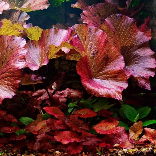 Nymphaea Zenkeri Red Tiger
