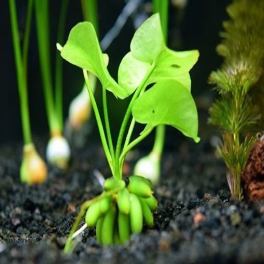 Nymphoides aquatica (bananinha)