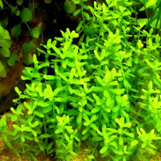 Oldenlandia salzmannii