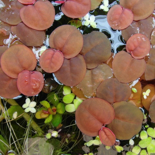 Phyllanthus fluitans