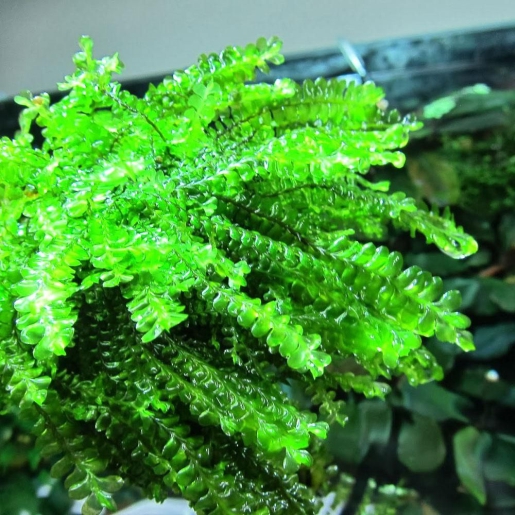 Plagiochilaceae sp. "Cameroon Moss"