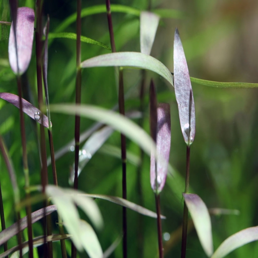 Poaceae sp. ‘Purple Bamboo’