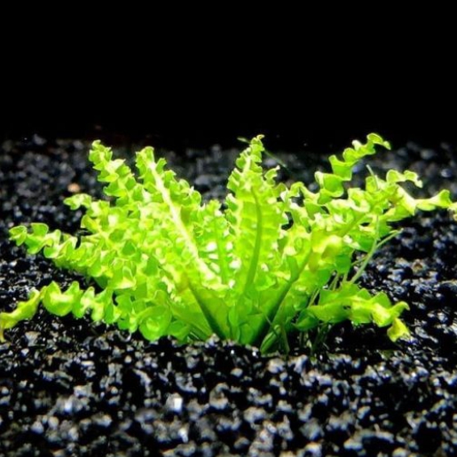 Pogostemon helferi
