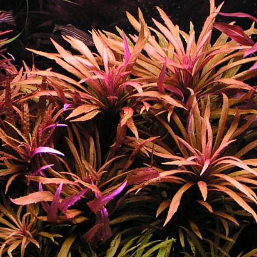 Pogostemon stellatus 'Broad Leaf'