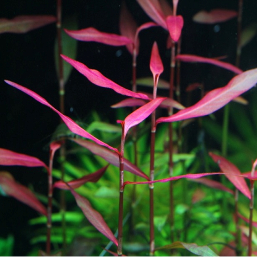 Polygonum sp Pink