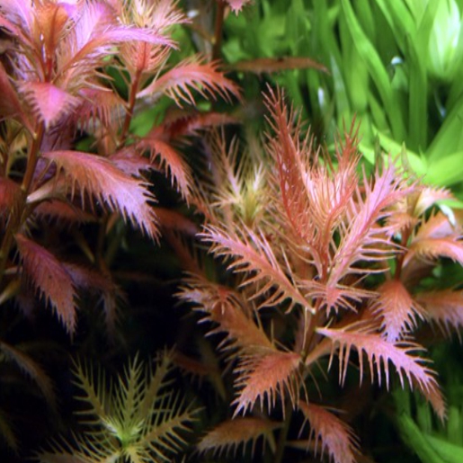 Proserpinaca palustris