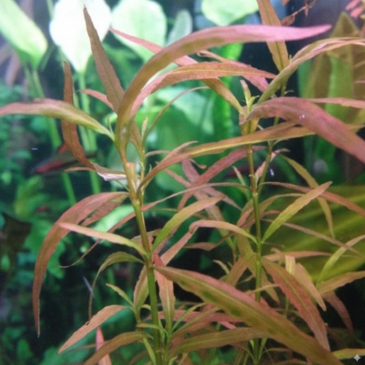 Hygrophila polysperma ‘Ceylon’