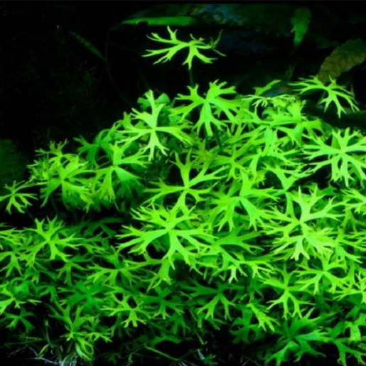 Ranunculus papulentus / inundatus