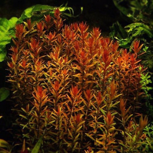 Rotala indica