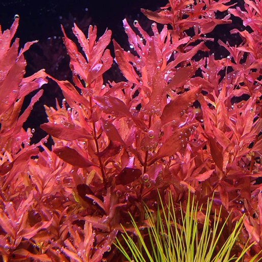 Rotala macrandra