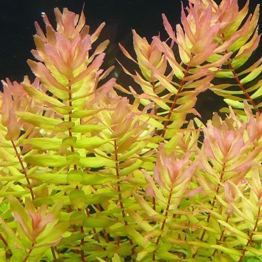 Rotala macrandra green