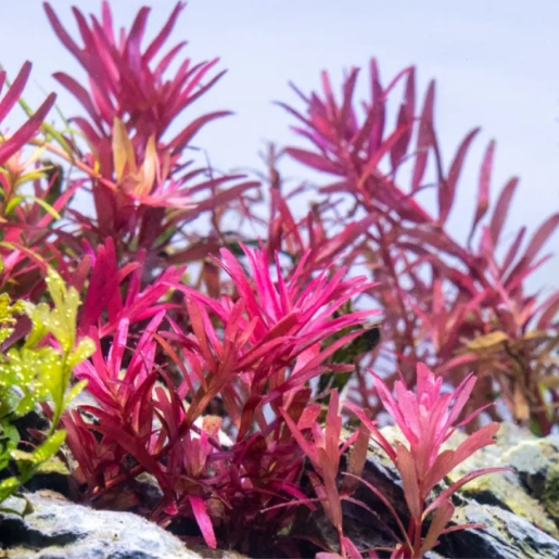 Rotala Macrandra ‘Narrow Leaf’