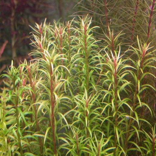 Rotala mexicana