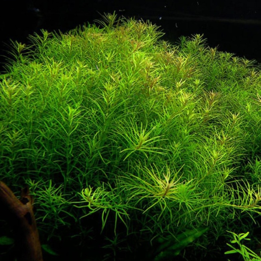 Rotala nanjeshan