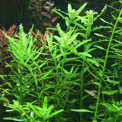 Rotala repens