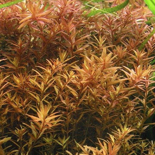 Rotala rotundifolia