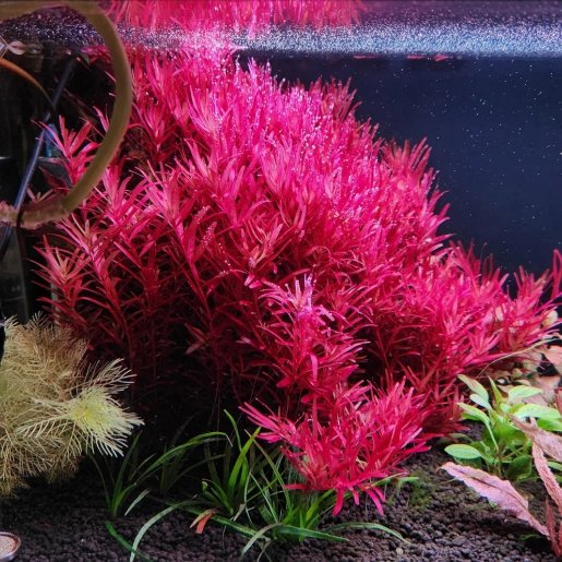 Rotala rotundifolia 'Blood Red'