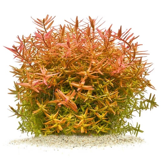 Rotala rotundifolia (Orange Juice)