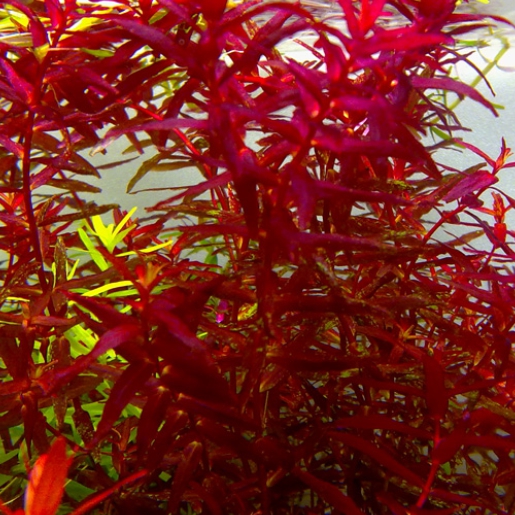 Rotala sp. butterfly